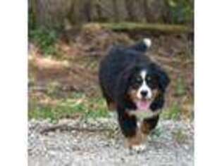 Bernese Mountain Dog Puppy for sale in Hermann, MO, USA