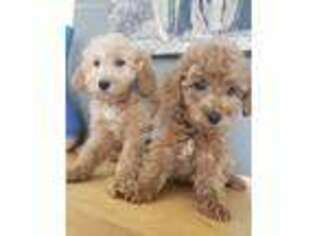 Goldendoodle Puppy for sale in Madison, WI, USA