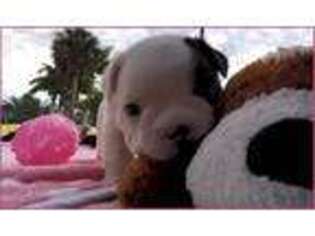 French Bulldog Puppy for sale in Ruskin, FL, USA