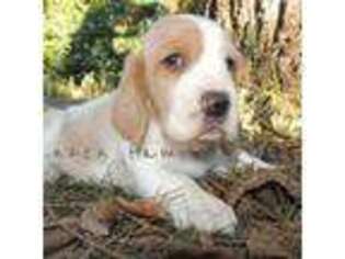 Basset Hound Puppy for sale in Conyers, GA, USA