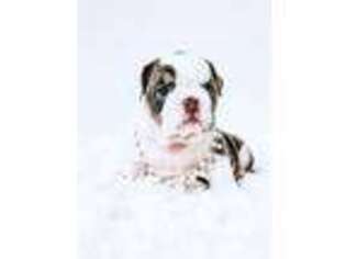 Bulldog Puppy for sale in Millmont, PA, USA
