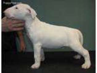 Bull Terrier Puppy for sale in Middletown, NY, USA