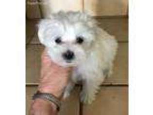 Maltese Puppy for sale in Buhl, ID, USA