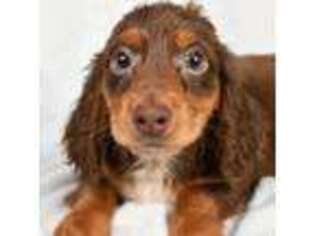 Dachshund Puppy for sale in Orange, CA, USA