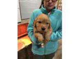 Golden Retriever Puppy for sale in Saltillo, MS, USA