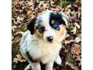 Mutt Puppy for sale in Pillager, MN, USA