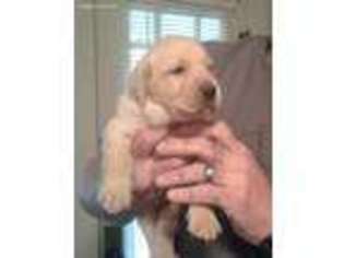 Labrador Retriever Puppy for sale in Columbia, TN, USA