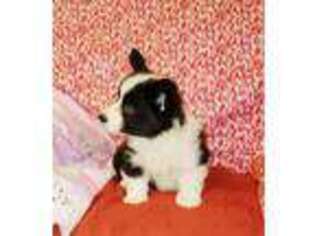 Cardigan Welsh Corgi Puppy for sale in Erda, UT, USA