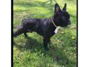 French Bulldog Puppy for sale in Black River, NY, USA