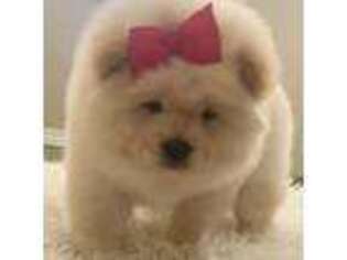 Chow Chow Puppy for sale in Claremore, OK, USA