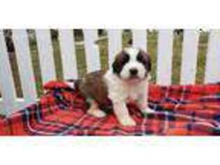Saint Bernard Puppy for sale in Kalona, IA, USA