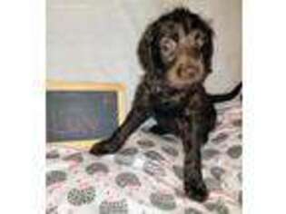 Labradoodle Puppy for sale in Middleburg, PA, USA