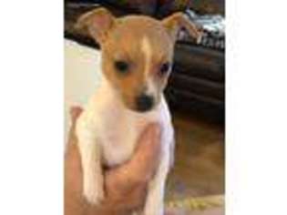 Mutt Puppy for sale in New Albany, IN, USA