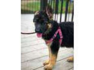 German Shepherd Dog Puppy for sale in Peachtree City, GA, USA