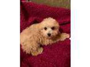 Cavachon Puppy for sale in Bloomington, IN, USA