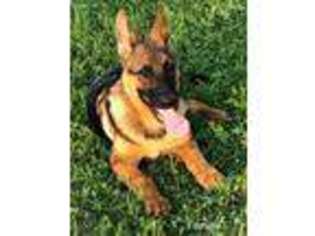 German Shepherd Dog Puppy for sale in Paradise, TX, USA