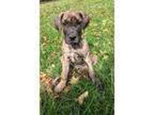 Great Dane Puppy for sale in Paxinos, PA, USA