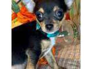 Chihuahua Puppy for sale in Surgoinsville, TN, USA