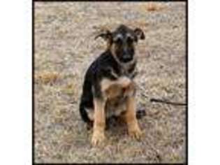 German Shepherd Dog Puppy for sale in Belleville, IL, USA