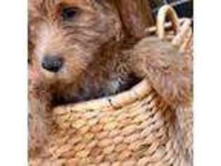 Goldendoodle Puppy for sale in Mesquite, TX, USA