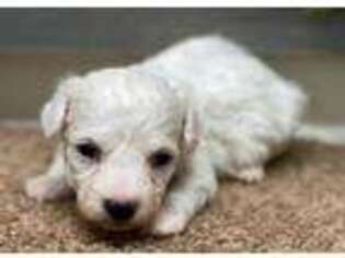 Bichon Frise Puppy for sale in Lansing, IA, USA