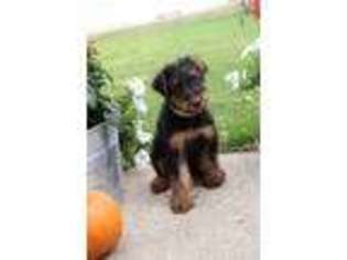 Airedale Terrier Puppy for sale in Rock Rapids, IA, USA