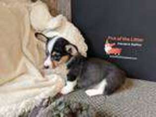 Pembroke Welsh Corgi Puppy for sale in Eagle Rock, MO, USA