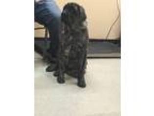 Mastiff Puppy for sale in Stafford, TX, USA