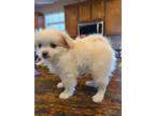 Maltipom Puppy for sale in Henderson, NV, USA