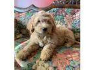 Goldendoodle Puppy for sale in Walkersville, MD, USA