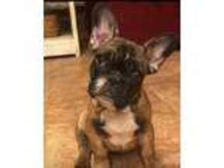 French Bulldog Puppy for sale in Beckley, WV, USA