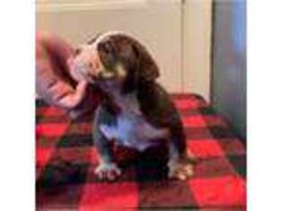 Mutt Puppy for sale in Olive Branch, MS, USA