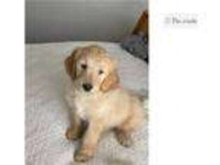 Goldendoodle Puppy for sale in Fort Worth, TX, USA