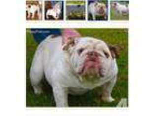 Bulldog Puppy for sale in WINCHESTER, KY, USA