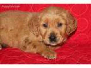 Golden Retriever Puppy for sale in Galena, MO, USA