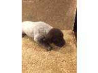 German Shorthaired Pointer Puppy for sale in Phoenix, AZ, USA