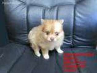 Pomeranian Puppy for sale in Vinemont, AL, USA