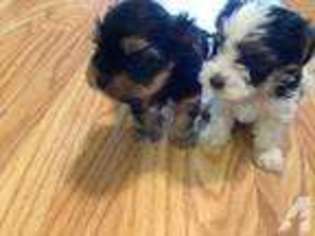 Yorkshire Terrier Puppy for sale in SAN ANTONIO, TX, USA