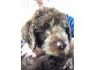 Labradoodle Puppy for sale in WINSLOW, IL, USA
