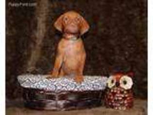 Vizsla Puppy for sale in Knoxville, TN, USA