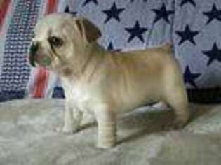 Mutt Puppy for sale in Opelika, AL, USA
