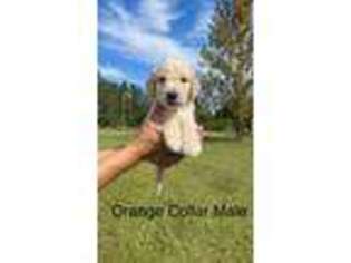 Goldendoodle Puppy for sale in Saint Cloud, FL, USA