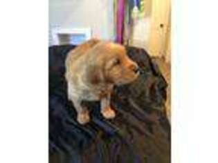 Golden Retriever Puppy for sale in Mountain City, TN, USA