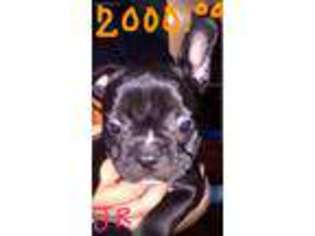 French Bulldog Puppy for sale in Havelock, NC, USA
