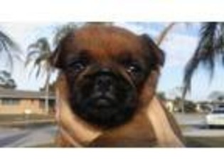 Brussels Griffon Puppy for sale in Port Richey, FL, USA