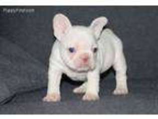 French Bulldog Puppy for sale in Fargo, ND, USA