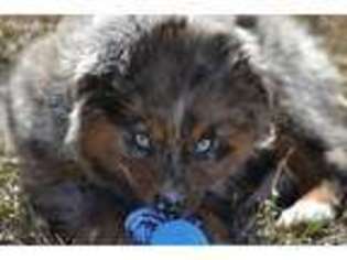 Miniature Australian Shepherd Puppy for sale in Tuttle, OK, USA