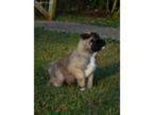 Akita Puppy for sale in Westminster, SC, USA