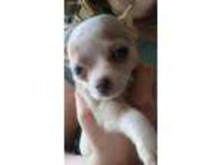 Chihuahua Puppy for sale in Fayetteville, TN, USA