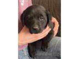 Labrador Retriever Puppy for sale in Buhl, ID, USA